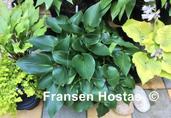 Hosta Grünspecht